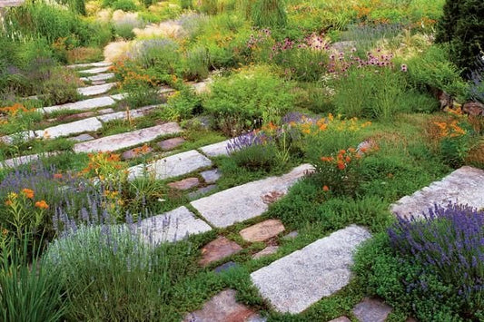 Low Maintenance Full Sun Landscape Design